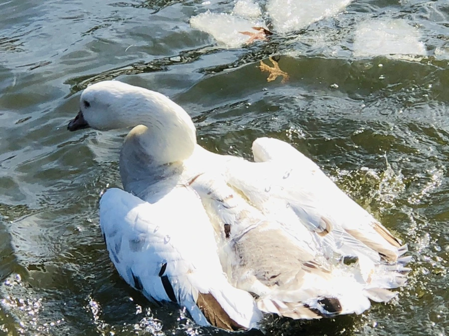 IMG_5421.jpg?type=w966