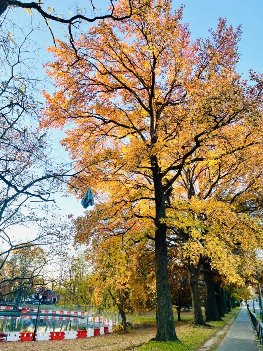 IMG_4072.jpg?type=w966