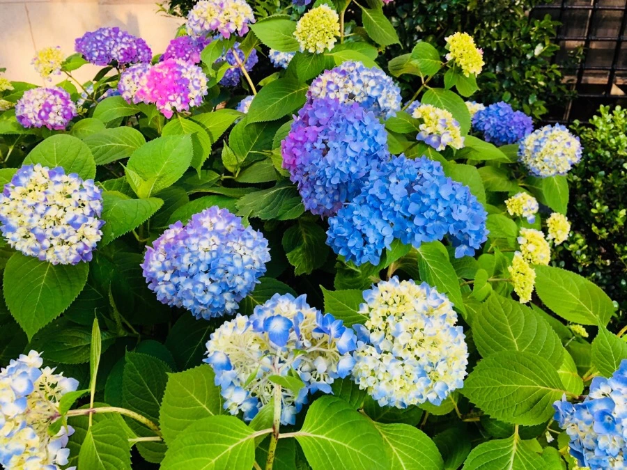 IMG_7657.jpg?type=w966