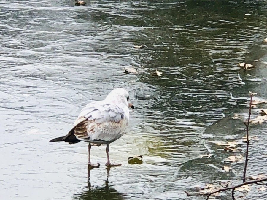 IMG_8621.jpg?type=w966