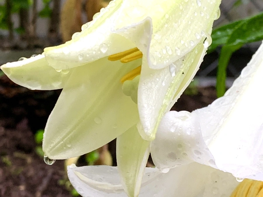 IMG_0107.jpg?type=w966