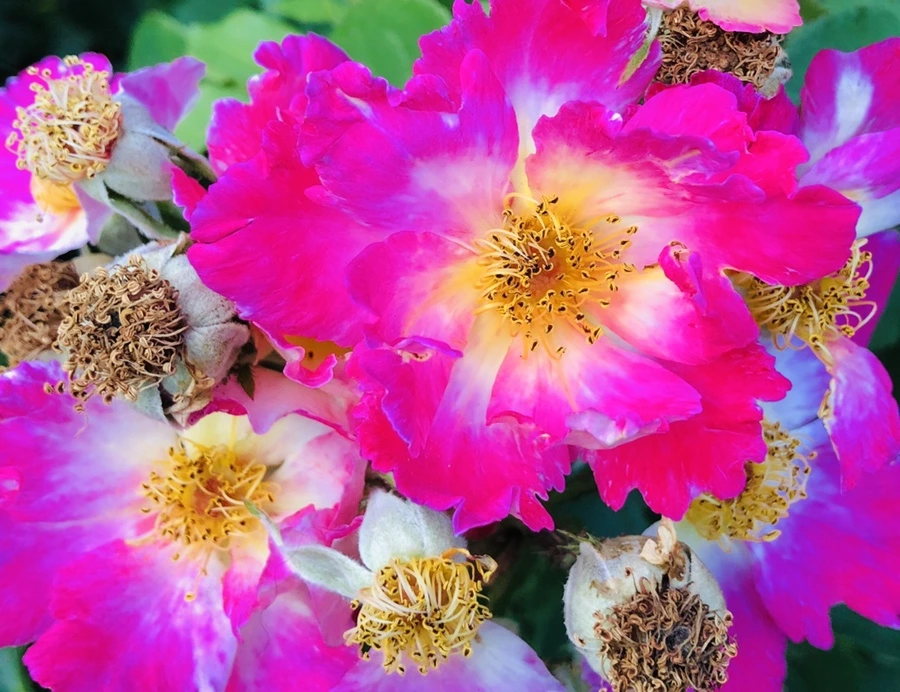 IMG_9640.jpg?type=w966