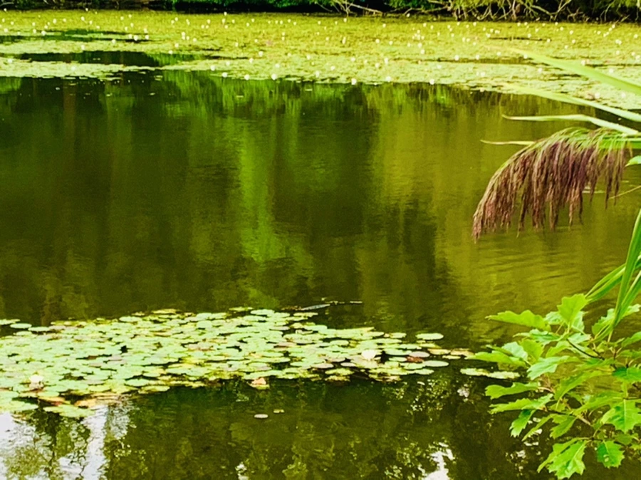 IMG_5824.jpg?type=w966