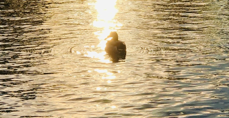 IMG_4424.jpg?type=w966