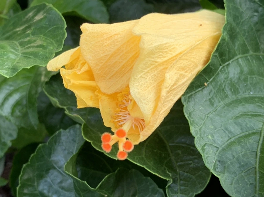 IMG_8213.jpg?type=w966