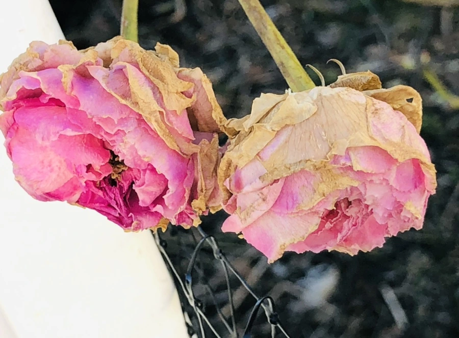 IMG_1180.jpg?type=w966