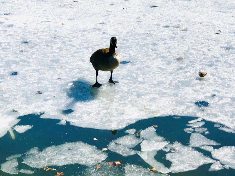 IMG_5047.jpg?type=w966