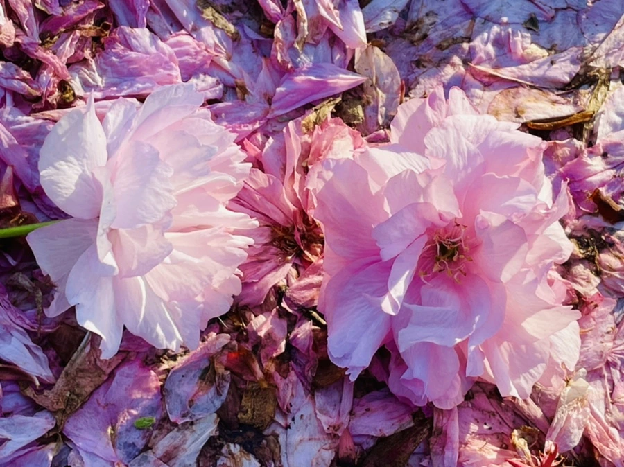 IMG_5926.jpg?type=w966