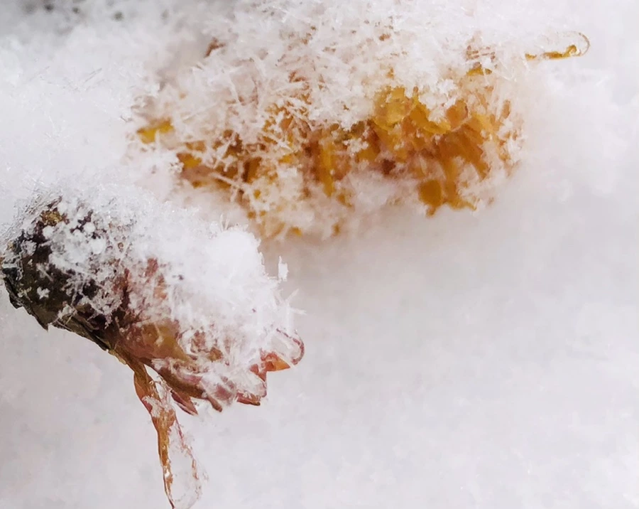 IMG_3454.jpg?type=w966