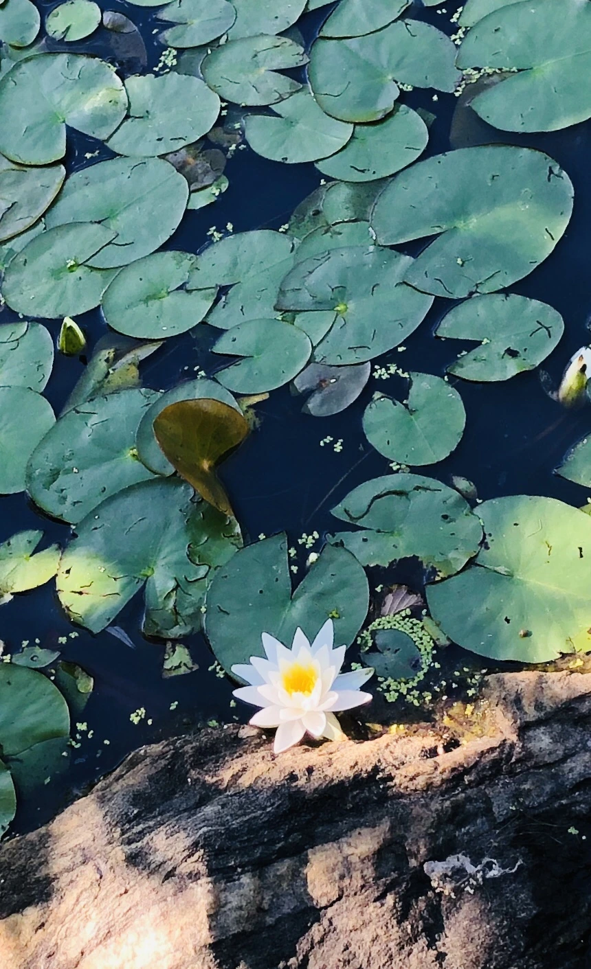 IMG_9156.jpg?type=w966