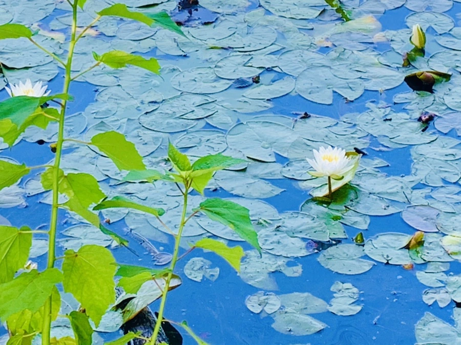 IMG_1232.jpg?type=w966