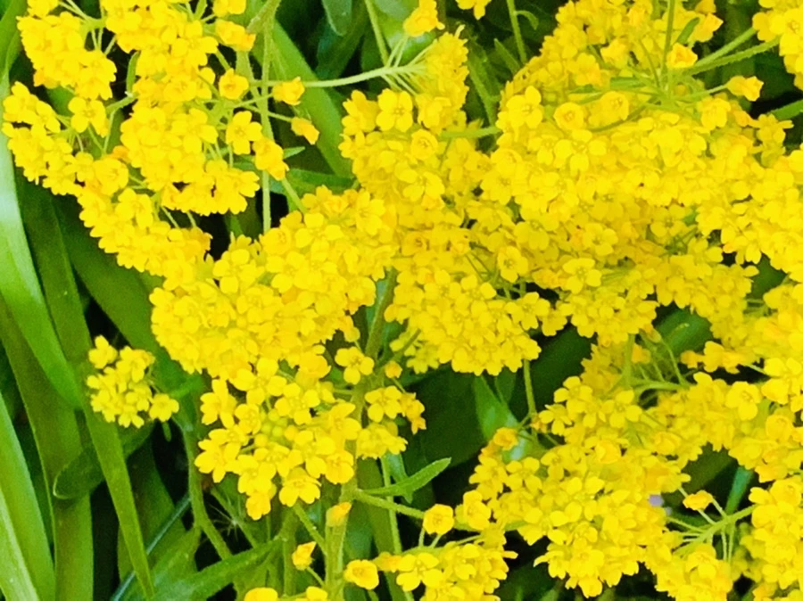 IMG_8247.jpg?type=w966