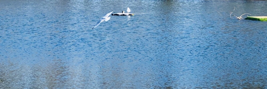 IMG_1314.jpg?type=w966