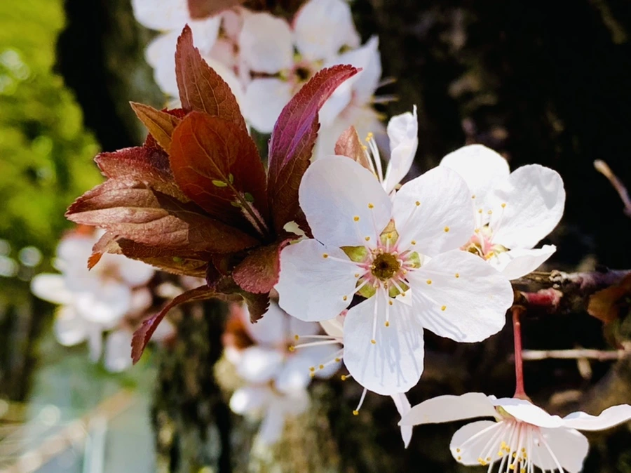 IMG_7926.jpg?type=w966