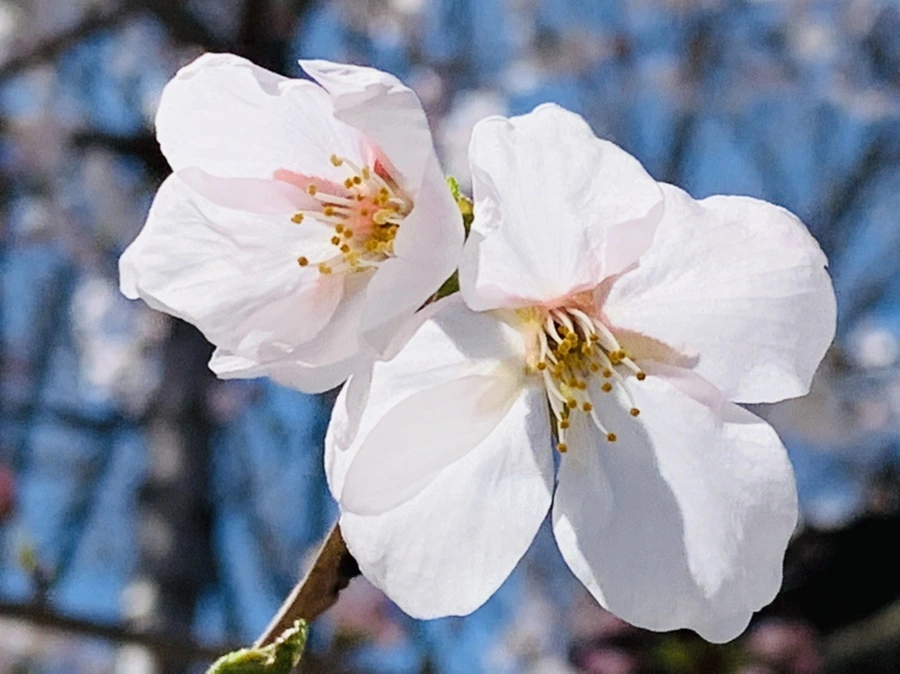 IMG_8428.jpg?type=w966