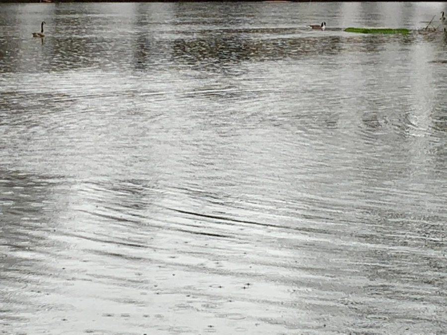 IMG_2114.jpg?type=w966