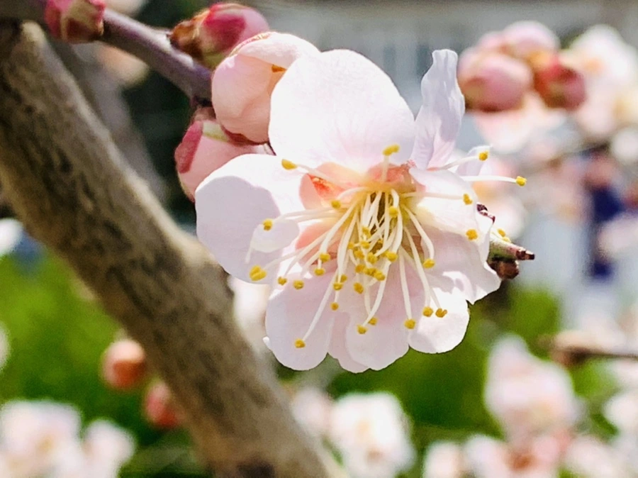 IMG_1050.jpg?type=w966