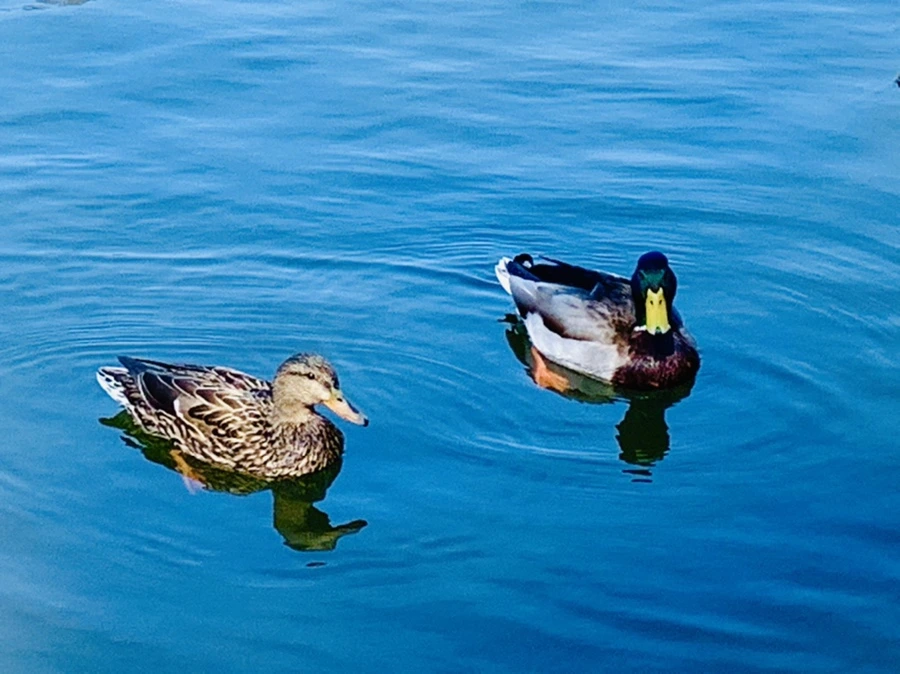 IMG_9835.jpg?type=w966