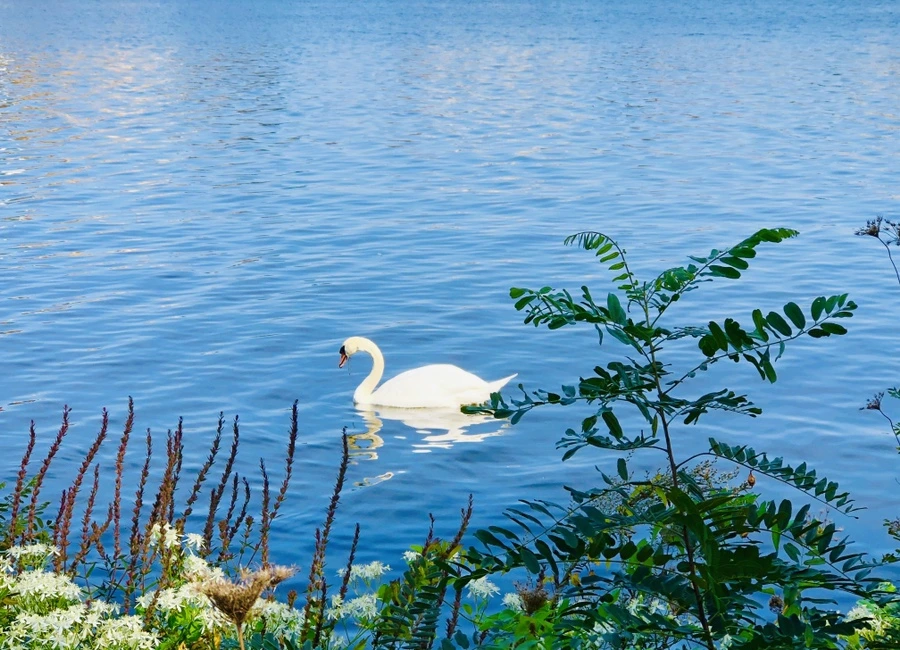 IMG_0924.jpg?type=w966