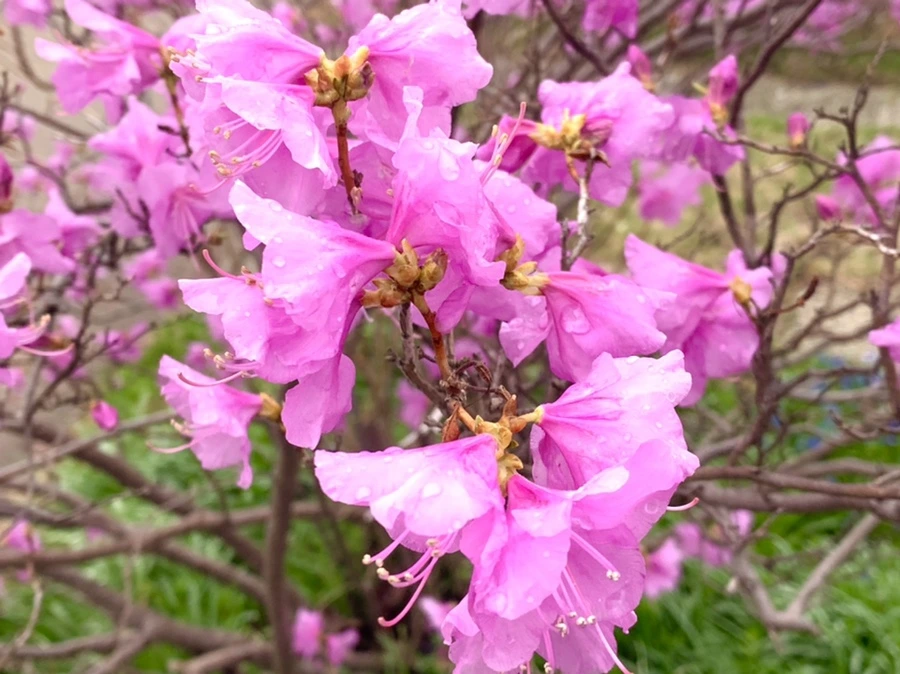 IMG_6143.jpg?type=w966