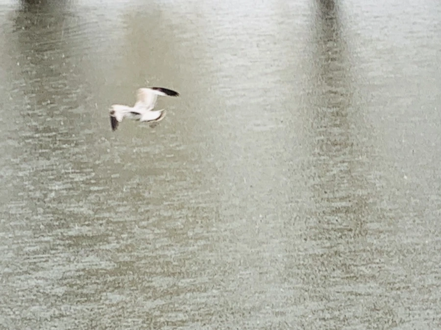 IMG_2067.jpg?type=w966