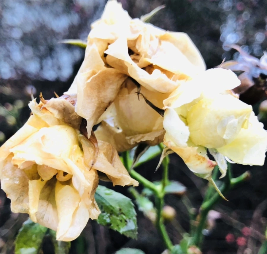 IMG_8068.jpg?type=w966