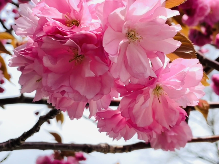 IMG_2333.jpg?type=w966