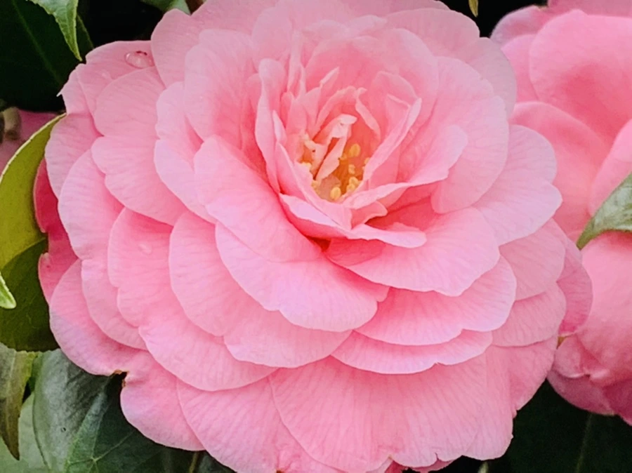 IMG_1438.jpg?type=w966