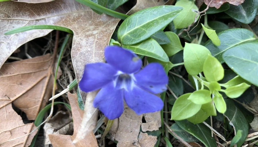 IMG_1062.jpg?type=w966