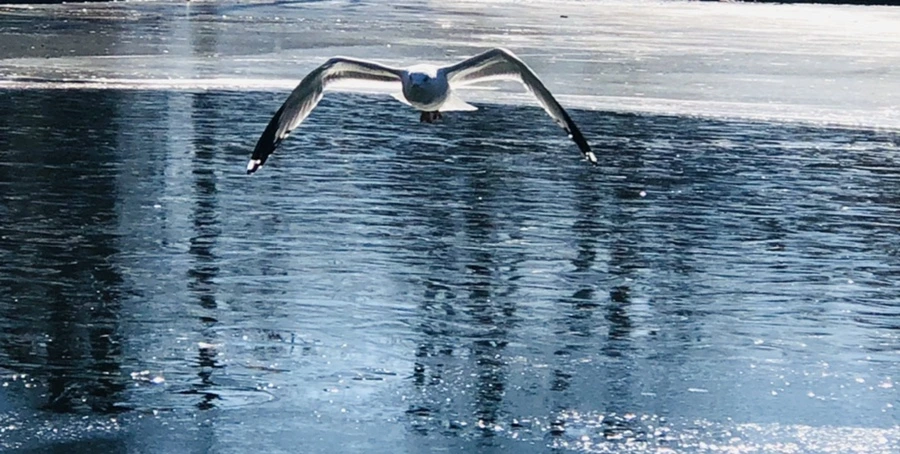 IMG_7957.jpg?type=w966