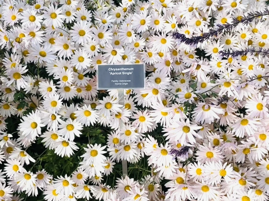 IMG_0364.jpg?type=w966