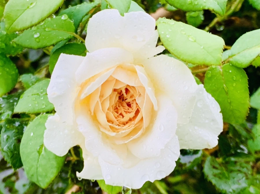 IMG_8801.jpg?type=w966