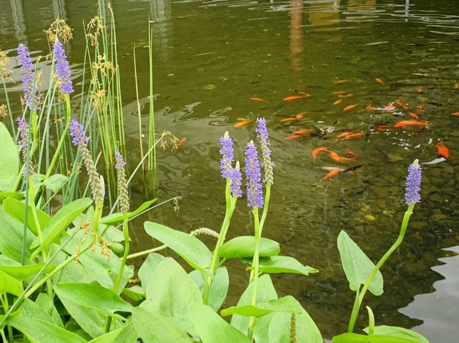 IMG_1070.jpg?type=w966