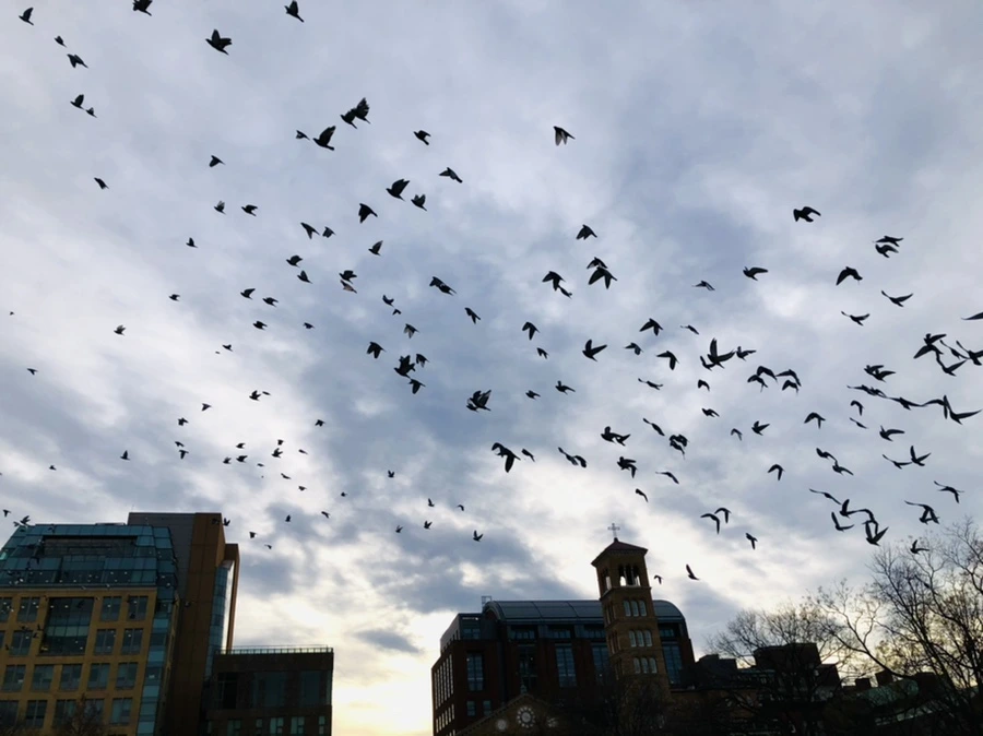 IMG_8536.jpg?type=w966