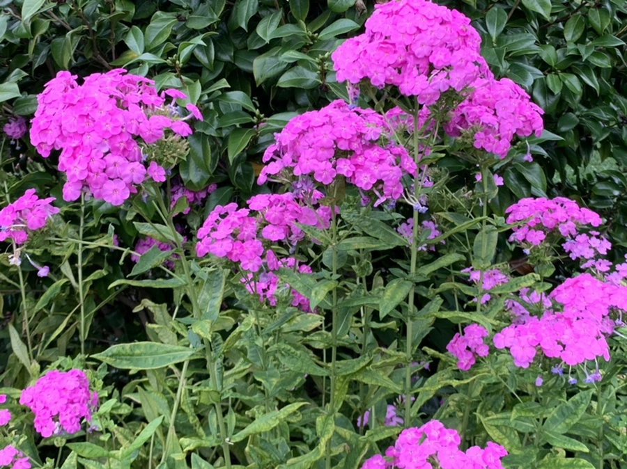 IMG_5094.jpg?type=w966