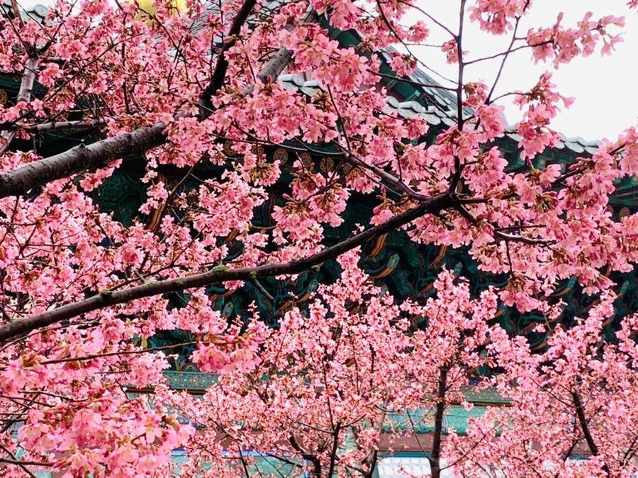 IMG_5300.jpg?type=w966