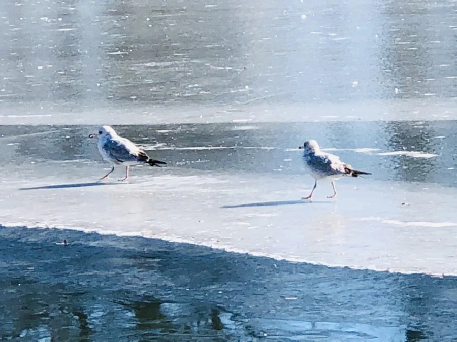 IMG_7807.jpg?type=w966