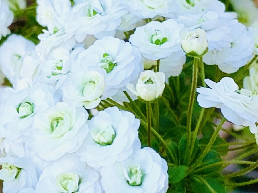 IMG_3305.jpg?type=w966