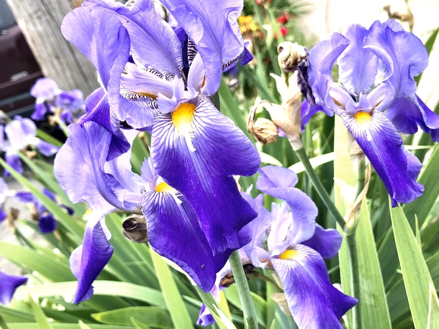 IMG_7911.jpg?type=w966