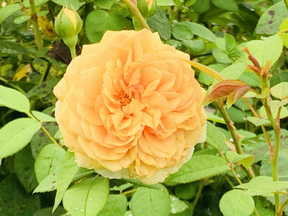 IMG_0956.jpg?type=w966