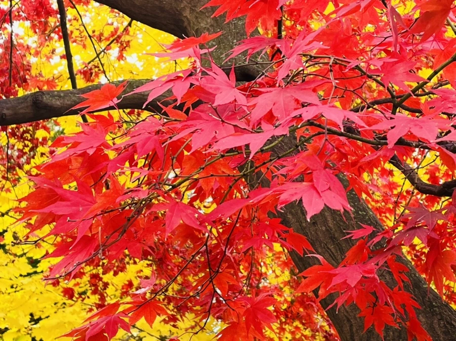 IMG_4412.jpg?type=w966