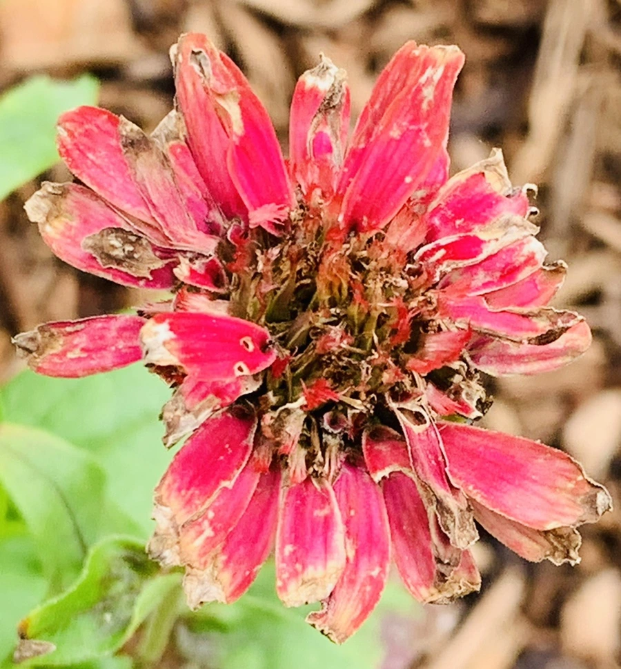 IMG_0412.jpg?type=w966