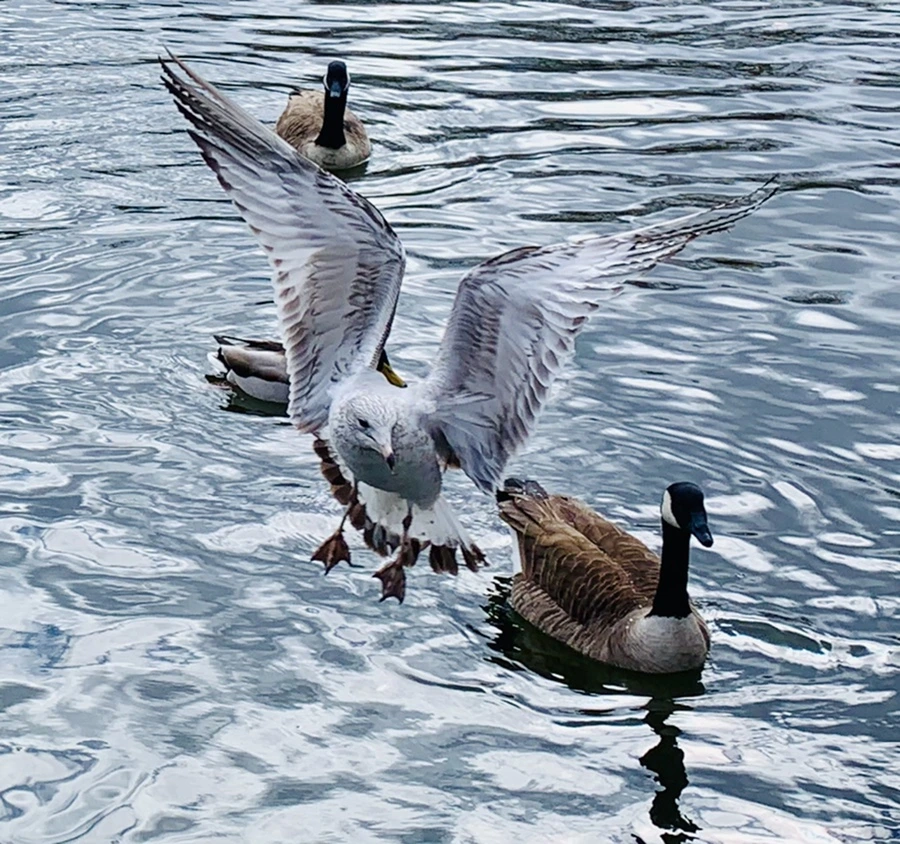 IMG_8068.jpg?type=w966