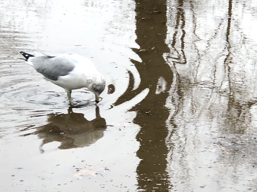 IMG_9460.jpg?type=w966