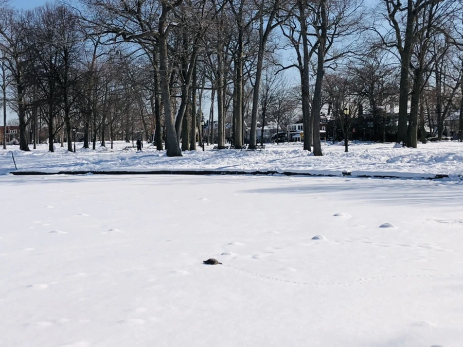 IMG_1734.jpg?type=w966