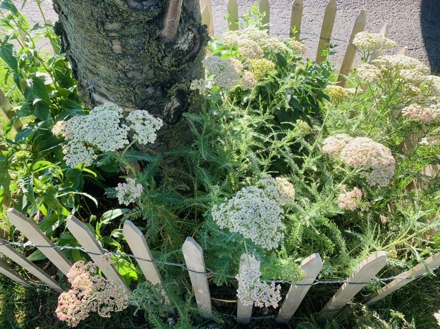 IMG_3997.jpg?type=w966