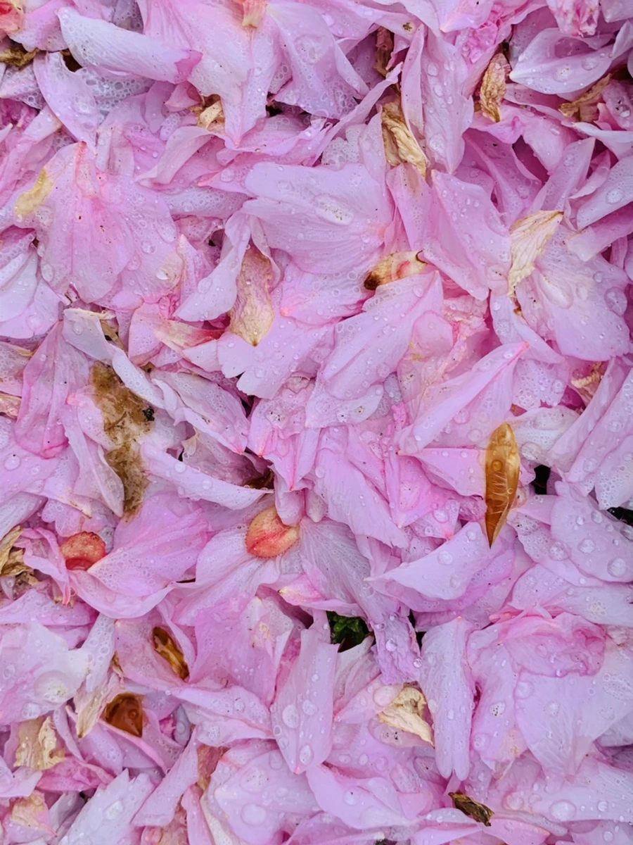 IMG_7259.jpg?type=w966