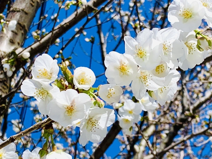 IMG_8025.jpg?type=w966