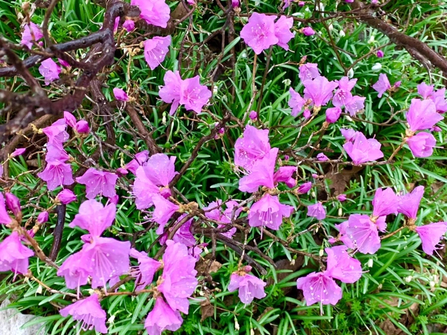 IMG_4862.jpg?type=w966