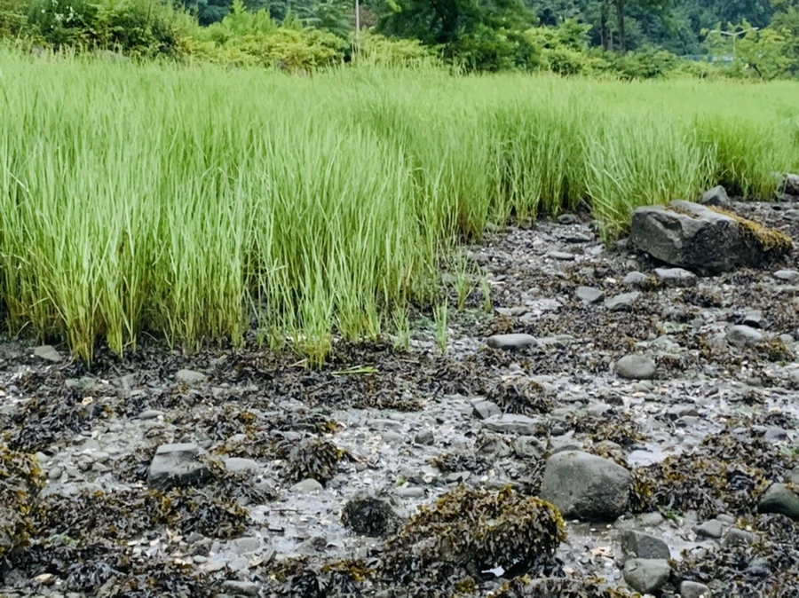 IMG_0754.jpg?type=w966